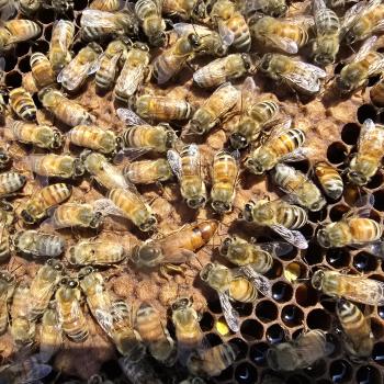 honey bees in winter