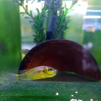 A male Astatotilapia burtoni ignores its food while mouthbrooding