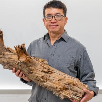 Ning Zeng holds a preserved log