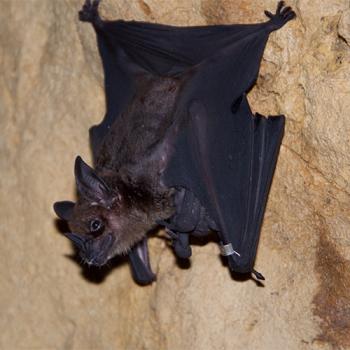 A spear-nosed bat