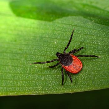 A black-legged tick with a red body on a green leaf.