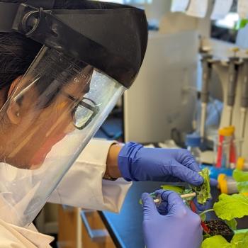 A woman in blue surgical gloves wearing a face shield works with a plant on a lab bench.