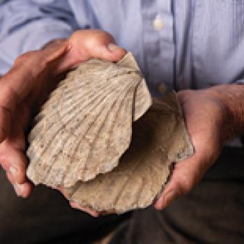 Closeup Peter Stifel holding two halves of a large fossil clam