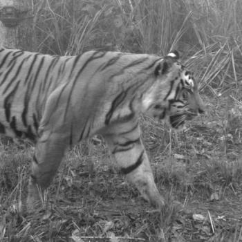tiger