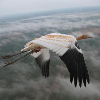 whooping crane
