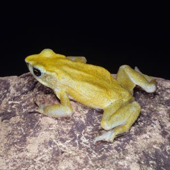 Chiriqui Harlequin Frog