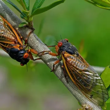 Cicadas
