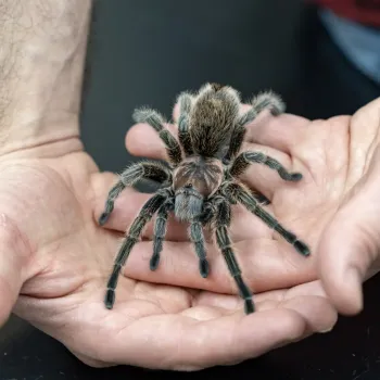Rosie the tarantula