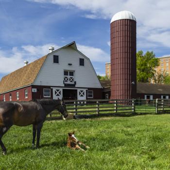 A large, dark brown horse stands over a small, light brown horse that is lying in the grass. Behind them are a beige fence, rust-colored silo, and red and white barn. 