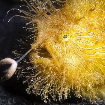 A yellow hairy frog fish using an appendage from its head to pull a small fish toward its open mouth.