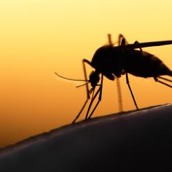 mosquito stock photo