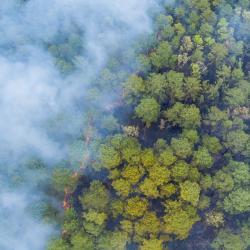 Forests viewed from above, obscured by wildfire smoke.