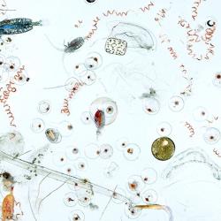 Marine microplankton