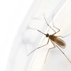 mosquito looking at its reflection in glass