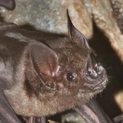Profile of a greater spear-nosed bat.