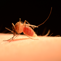 Close up photo of a mosquito biting a person's skin.