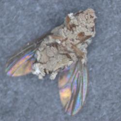 A fungus-coated fly on its back.