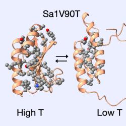 Metamorphic protein Sa1V90T