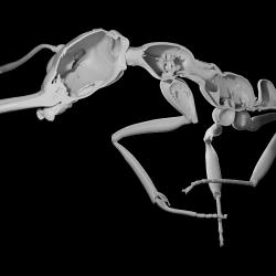 X-ray scan showing the exoskeleton of an ant, bisected longitudinally. The ant appears as gray against a black background.