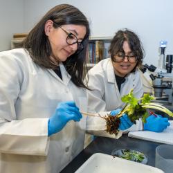 plant diagnostics hospital