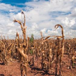 corn drought