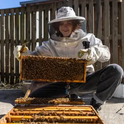 Lila Wilson holds up a frame from a hive, which can hold about 2,000 bees.