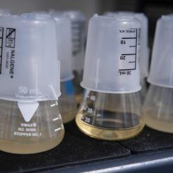 In laboratory flasks containing just two teaspoons of media, scientists document how rapid adaptation between bacteria and viruses produce complex ecological networks. Credit: Josh Borin, UC San Diego