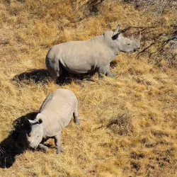 rhinos