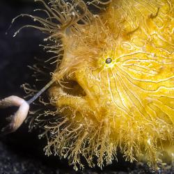 A yellow hairy frog fish using an appendage from its head to pull a small fish toward its open mouth.