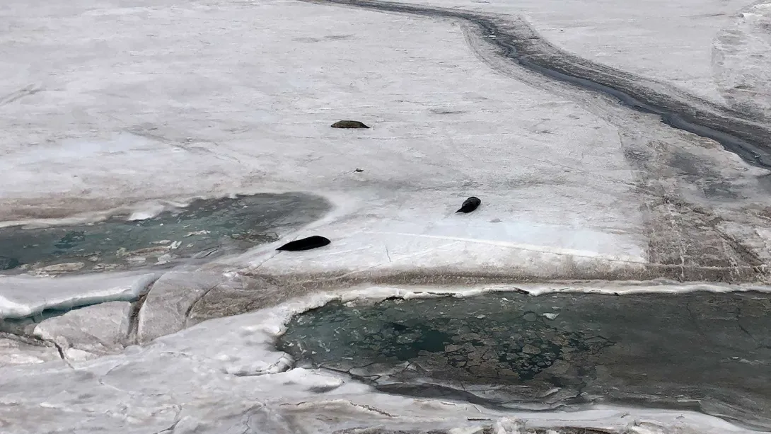 Weddell seals on the sea ice. They are among the unique wildlife that can be seen around McMurdo station, including penguins, whales and sea birds.