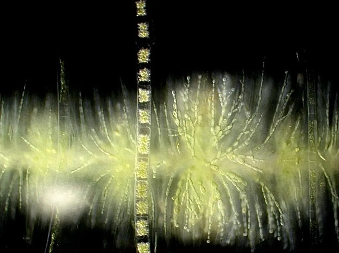 Light micrograph of green, feathery Batrachospermum (red alga) whorls on a dark background, bisected vertically by a segmented algal filament.