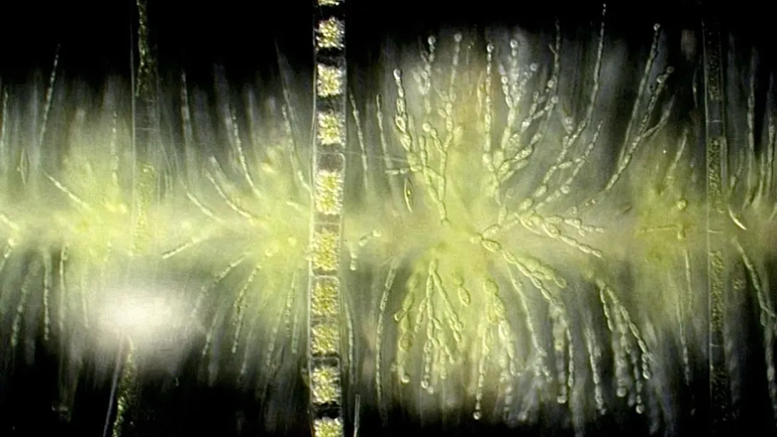 Light micrograph of green, feathery Batrachospermum (red alga) whorls on a dark background, bisected vertically by a segmented algal filament.