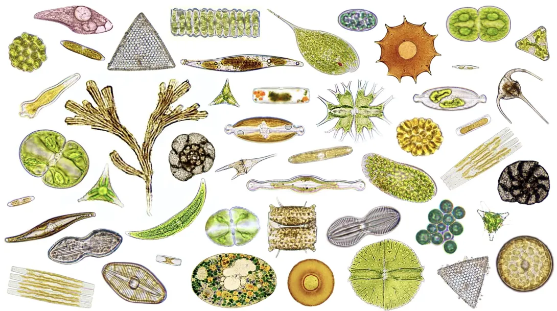 Composite collage against a white background showing an assortment of microscopic protists, green algae, and golden diatoms, including a branched colony, star-shaped desmids, and single-celled ciliates.