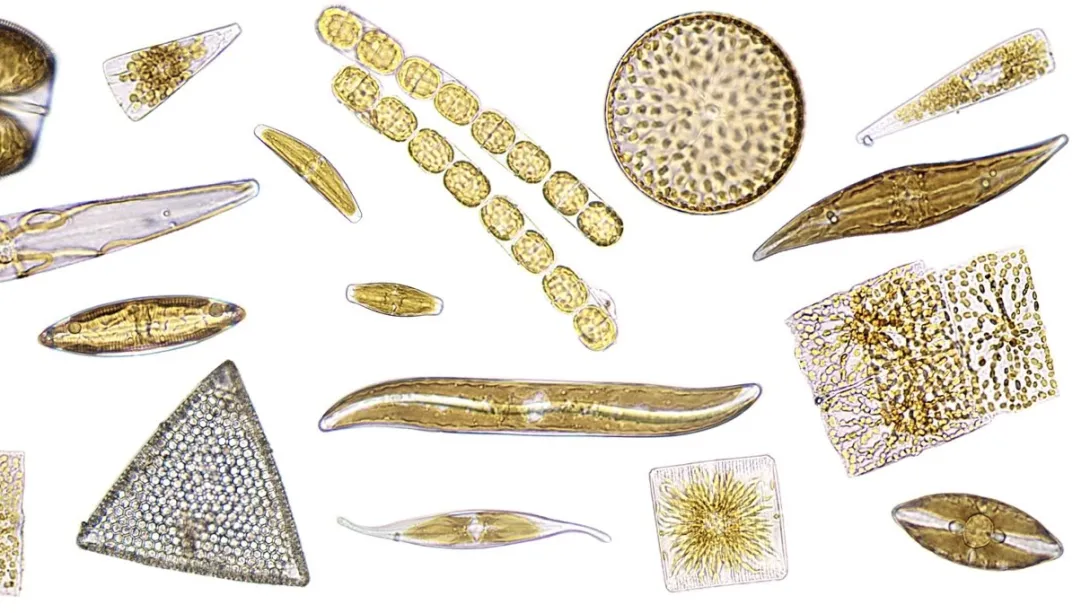 Composite collage on a plain white background featuring various microscopic diatoms in shapes ranging from circular and triangular to needle-like and ribbon-like chains, mostly in golden-brown hues.