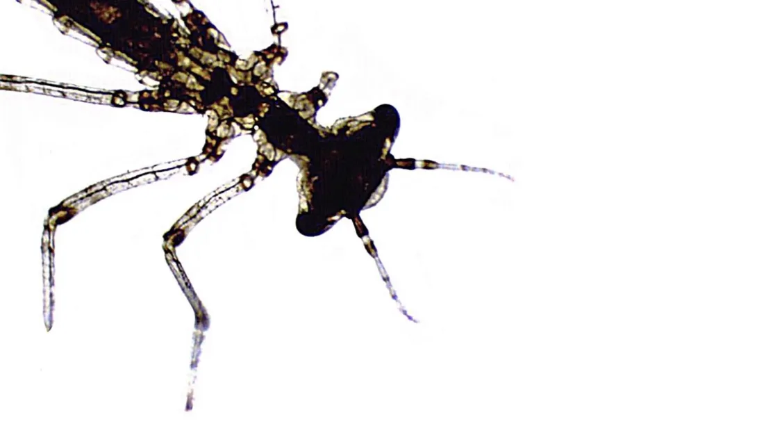 Micrograph of a translucent damselfly nymph against a stark white background, showing its broad head, dark compound eyes, long legs, and elongated segmented body extending toward the upper left corner.