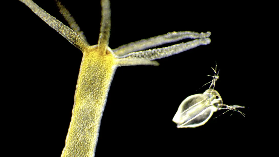 Micrograph against a dark background featuring the translucent golden body and tentacles of a Hydra, positioned near a small, swimming water flea (Daphnia).