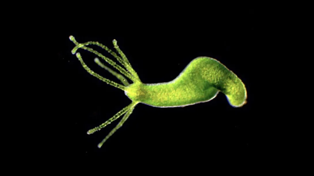 Darkfield micrograph of a bright green, single-celled endosymbiont-bearing Hydra viridissima against a solid black background, showing its tubular body curved with extended, delicate tentacles radiating from its head.