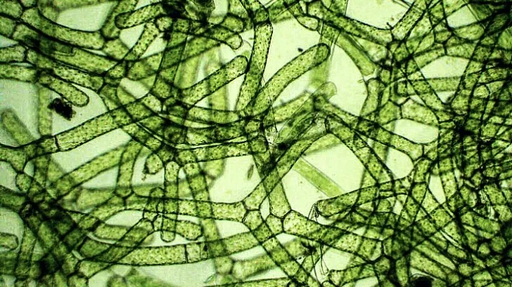 Microscopic view of Hydrodictyon (water net alga), depicting a dense, interconnected mesh network of tubular green cells forming a geometric lattice.