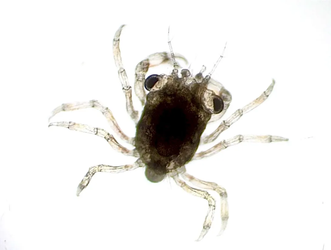 Micrograph of a translucent crab zoea (larva) against a white background, showing two large, dark compound eyes, a compact carapace, and spindly jointed legs spreading outward.
