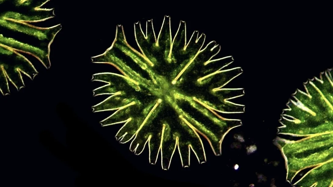 Darkfield micrograph featuring a star-shaped, bright green Micrasterias desmid alga with intricately lobed edges, glowing vividly against a black backdrop.
