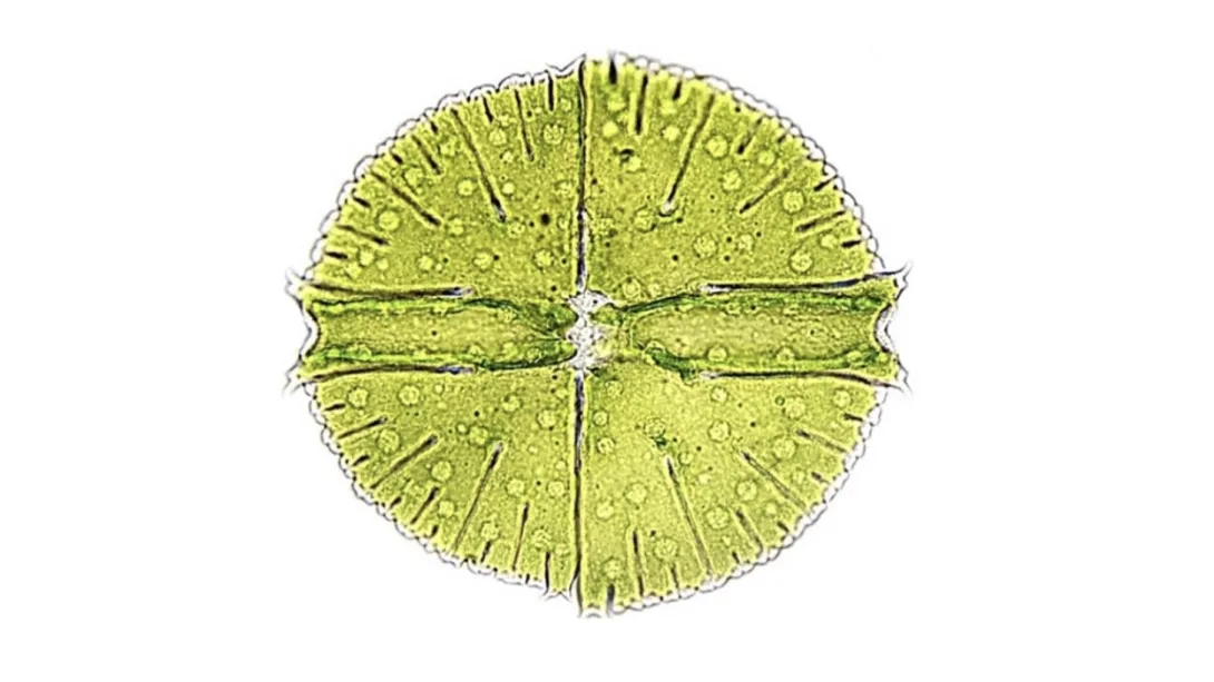 Brightfield micrograph of a single, circular green Micrasterias desmid alga against a plain white background, showing symmetrical, finely serrated edges divided across a central axis.