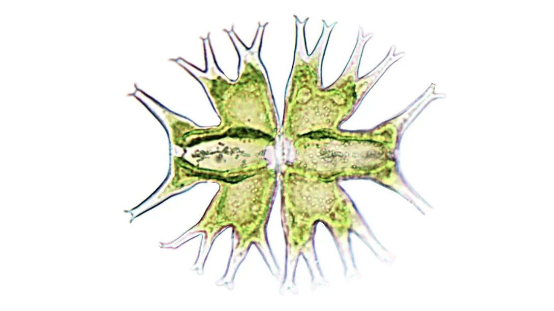 Brightfield micrograph showing a green Micrasterias desmid alga on a plain white background, featuring deeply branched, star-like projections radiating symmetrically from two central halves.