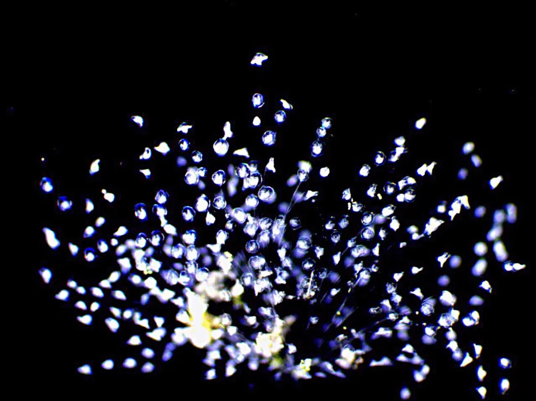 Darkfield micrograph revealing a dense colony of peritrich ciliates glowing bright blue-white against a black background, anchored by delicate, branching stalks.