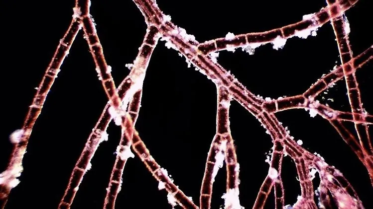 Micrograph displaying a network of branching red alga filaments with distinct cell walls glowing faintly against a pitch-black background.