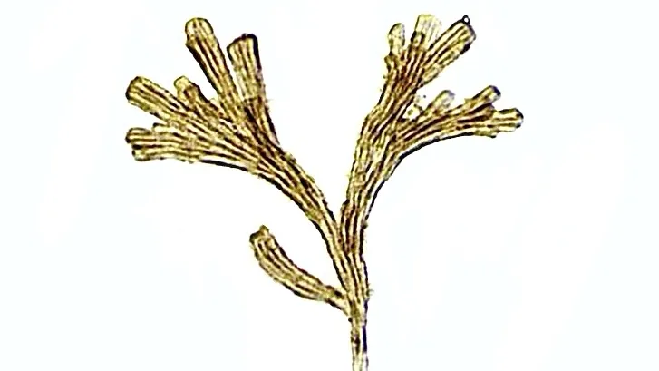 Light micrograph of a fan-shaped Rhipidodendron colony against a bright white background, composed of golden-brown, tube-like stalks clustered in a tree-like arrangement.