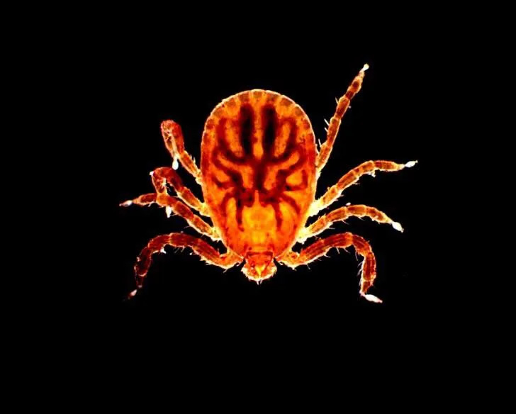 Darkfield micrograph featuring a tick glowing in warm orange-red tones against a black backdrop, detailing its oval body and eight jointed, spiky legs spread outward.
