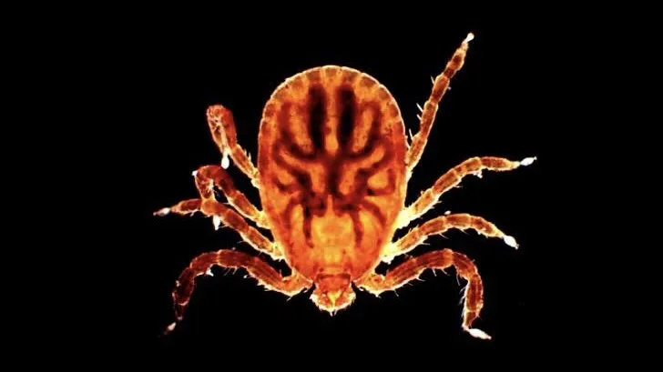 Darkfield micrograph featuring a tick glowing in warm orange-red tones against a black backdrop, detailing its oval body and eight jointed, spiky legs spread outward.